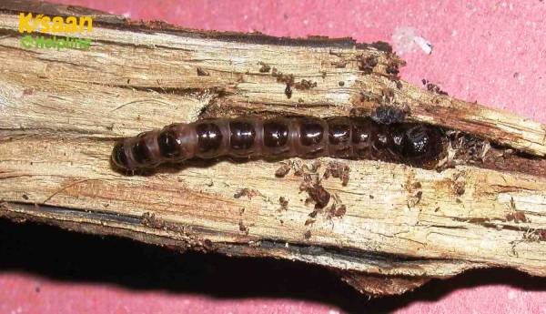 कैटरपिलर से कैसे छुटकारा पाएं जो पौधे की छाल खाता है? कैटरपिलर से कैसे छुटकारा पाएं जो पौधे की छाल खाता है?